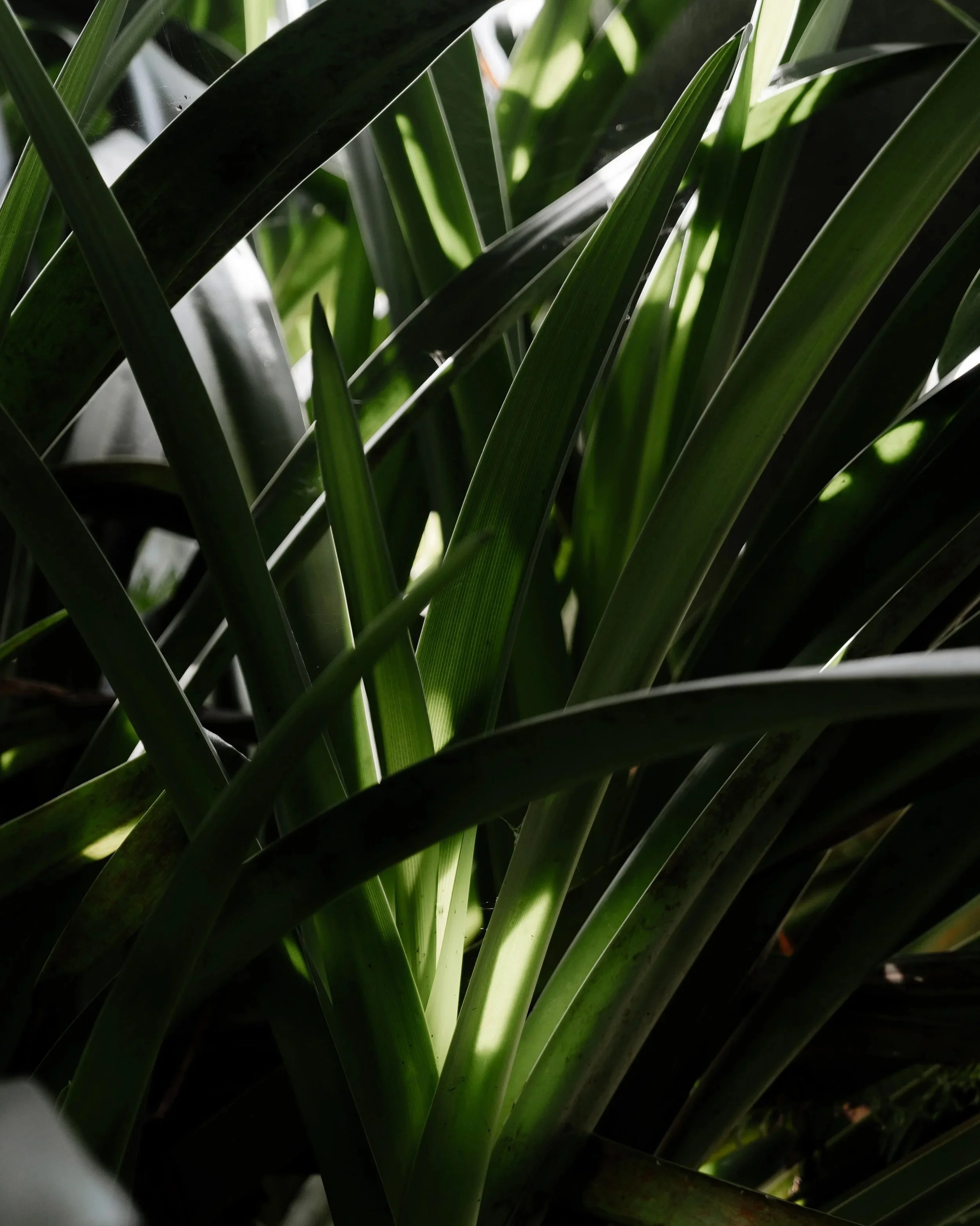 Close-up of green tropical leaves in dappled light