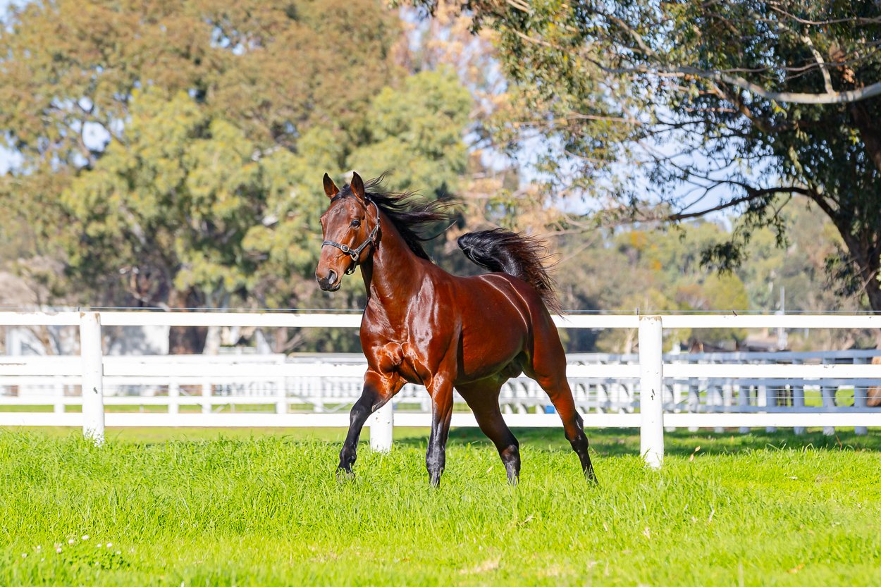 Captain Ahab to stand at stud in Victoria