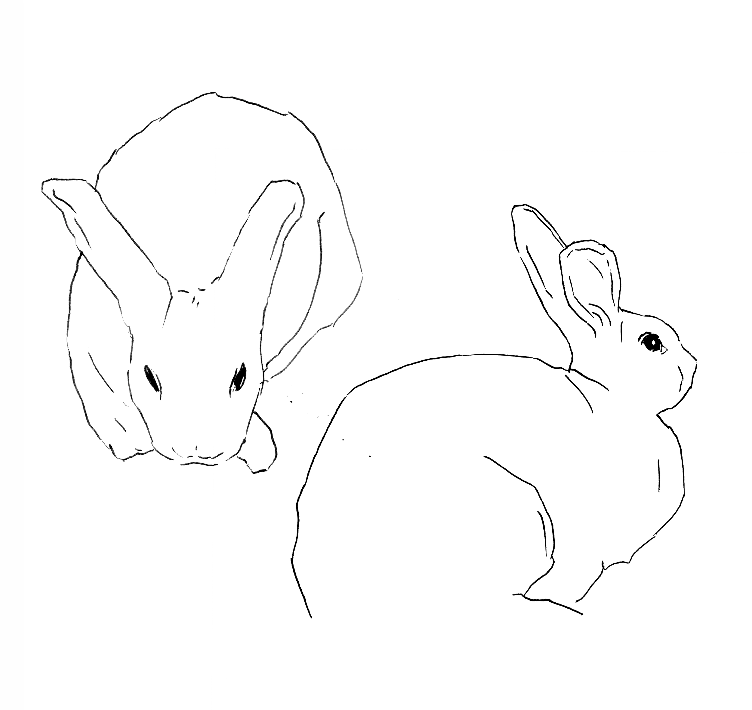 Bunny 1.png