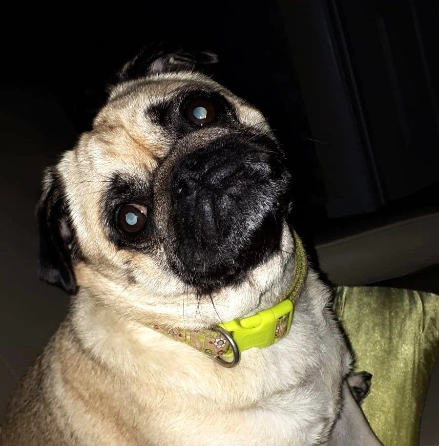 Pug dog looking at camera