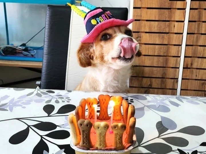 Terrier dog wearing a Birthday hat in front of a doggy Birthday cake