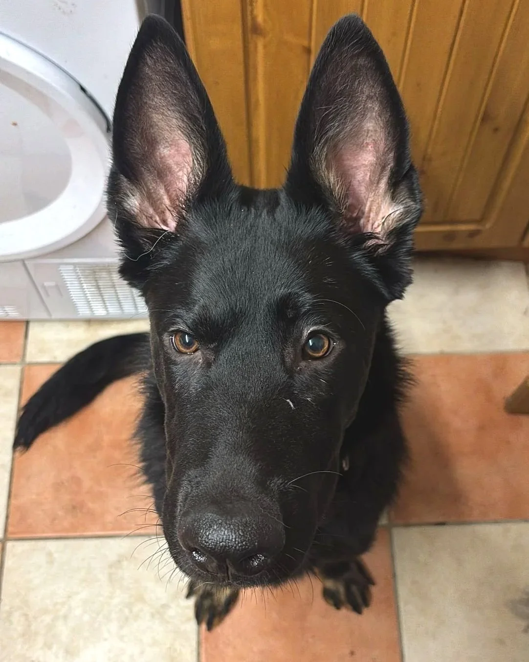 Black dog sitting on the kitchen floot