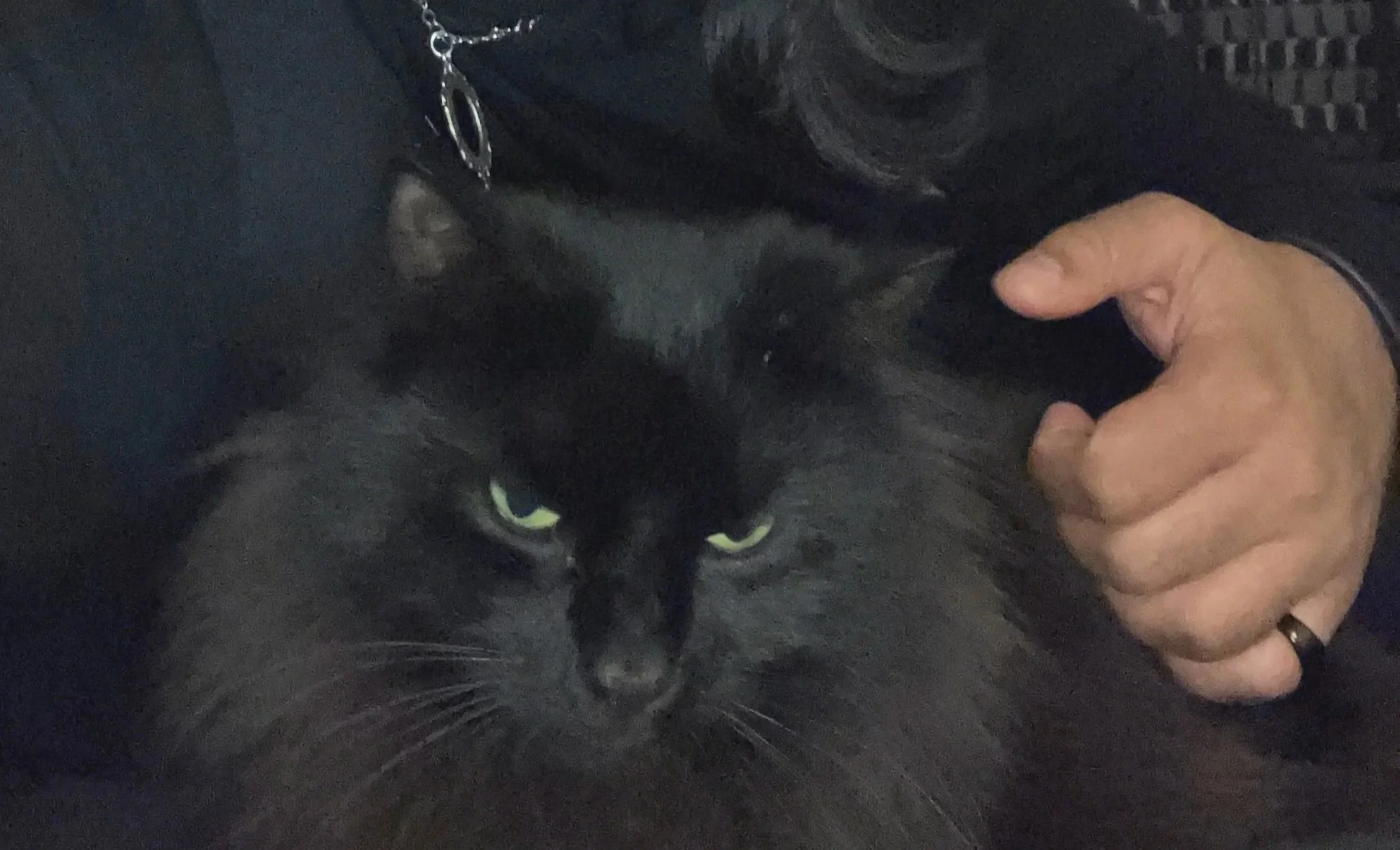 Close-up of a black long-haired cat with piercing green eyes, being petted by a person. The person's hand and part of their arm are visible, with a dark ring on their finger.