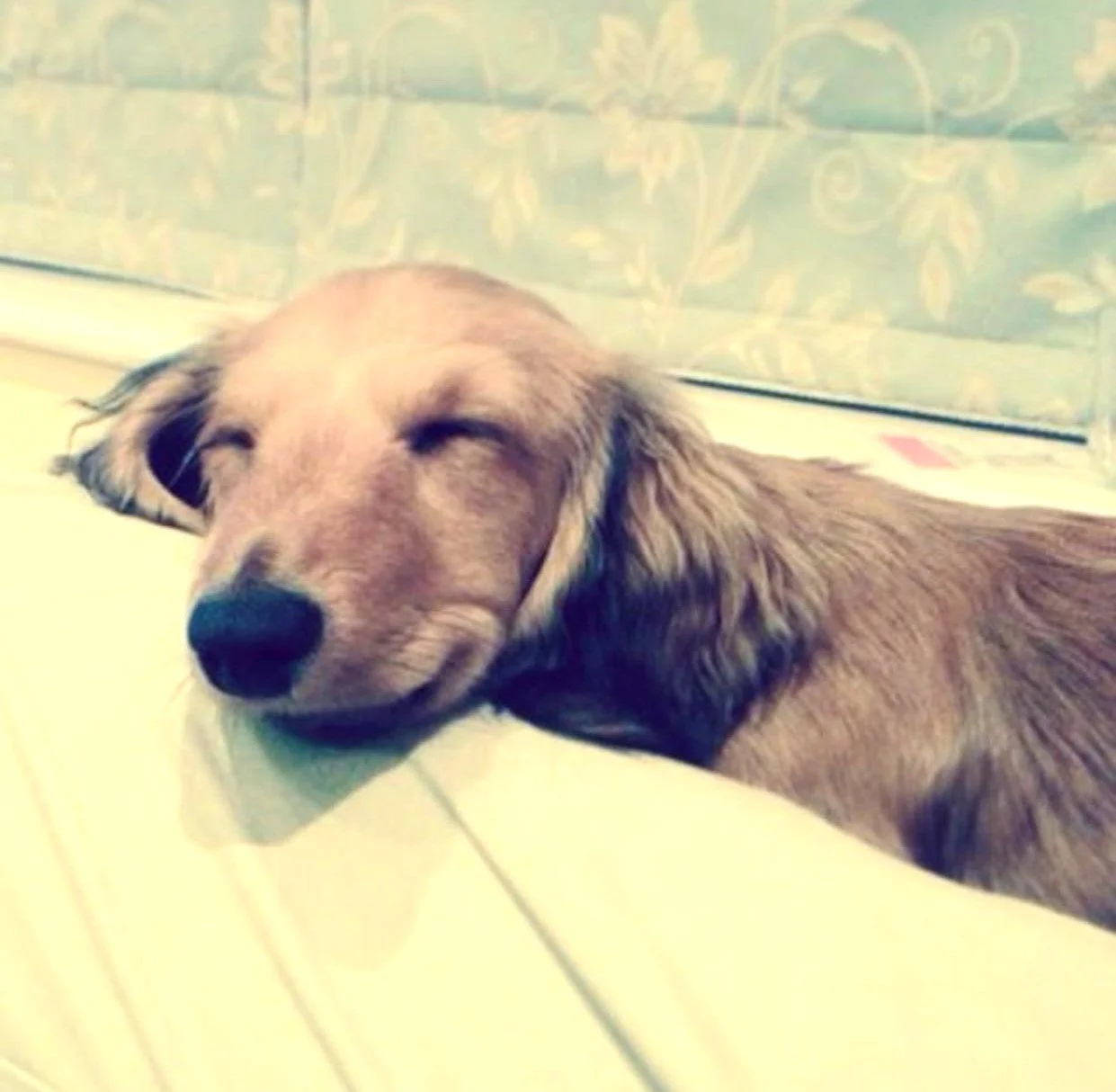 A brown Dachshund dog with long ears sleeping with its head resting on a white surface.