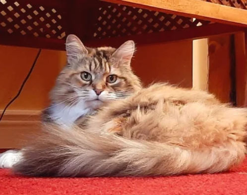 Norwegian Forest Cat sat on the floor