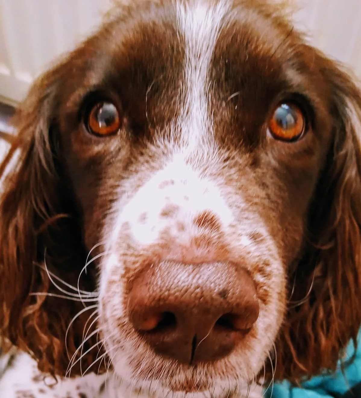 close up of an English springer spaniel