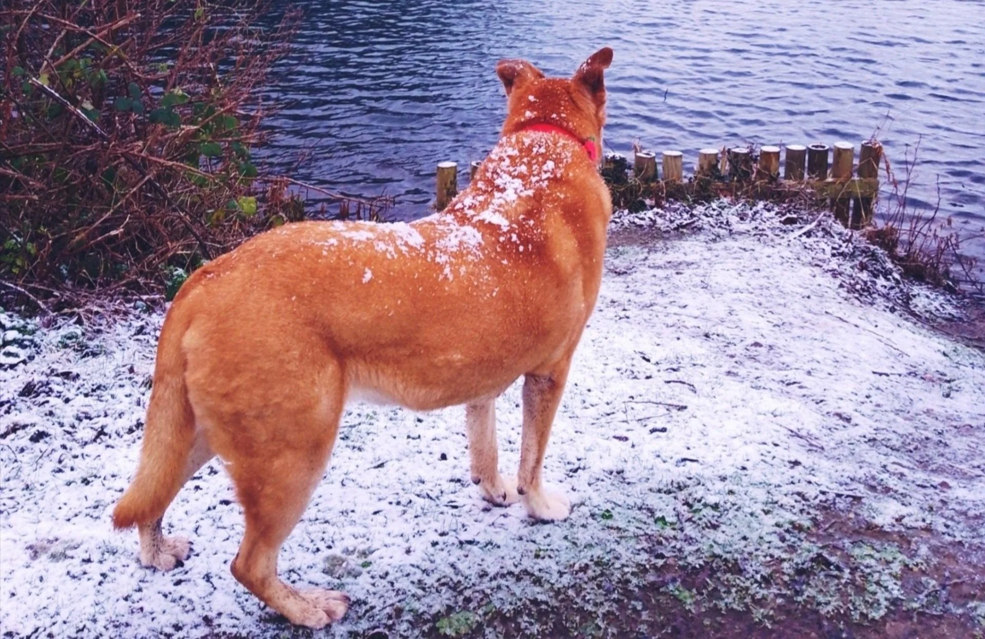 dog looking out at a river on a snowy day