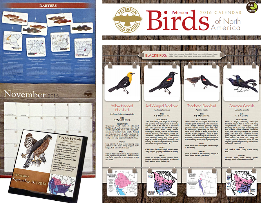 Page from a Peterson Birds of North America calendar featuring blackbird illustrations, including yellow-headed, red-winged, tricolored, and common grackle, with a map of their distribution, and a propagation guide. Also shows a November 2015 calendar and a Cooper's Hawk photo card with date and description.