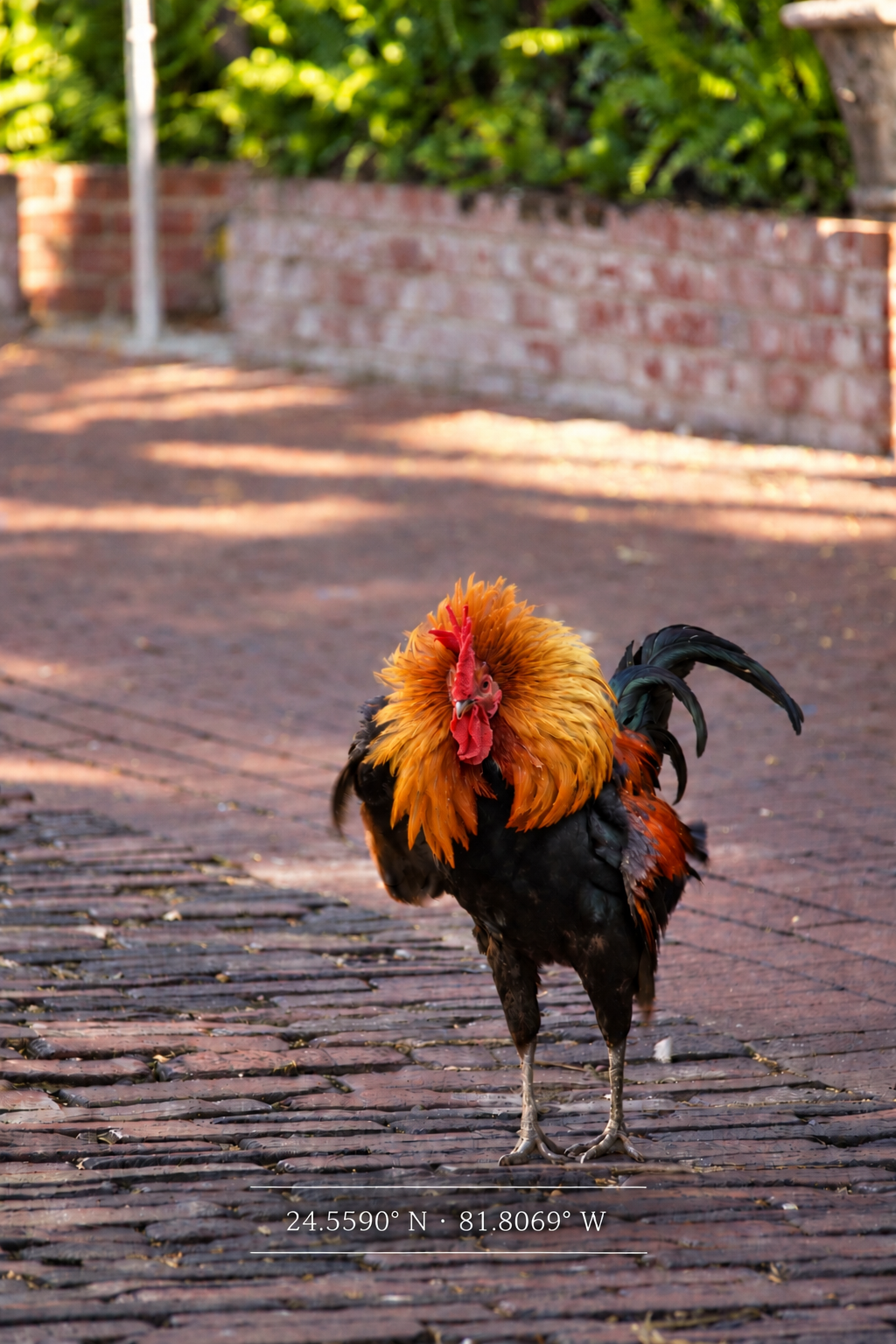 A colorful rooster standing on a cobblestone pathway with a brick wall and green bushes in the background.