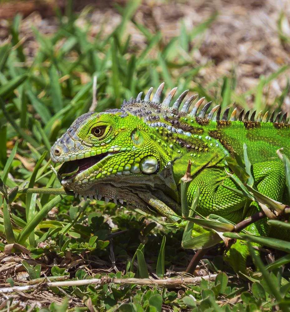 Close-up of a green iguana with spiky back resting on grass and soil.