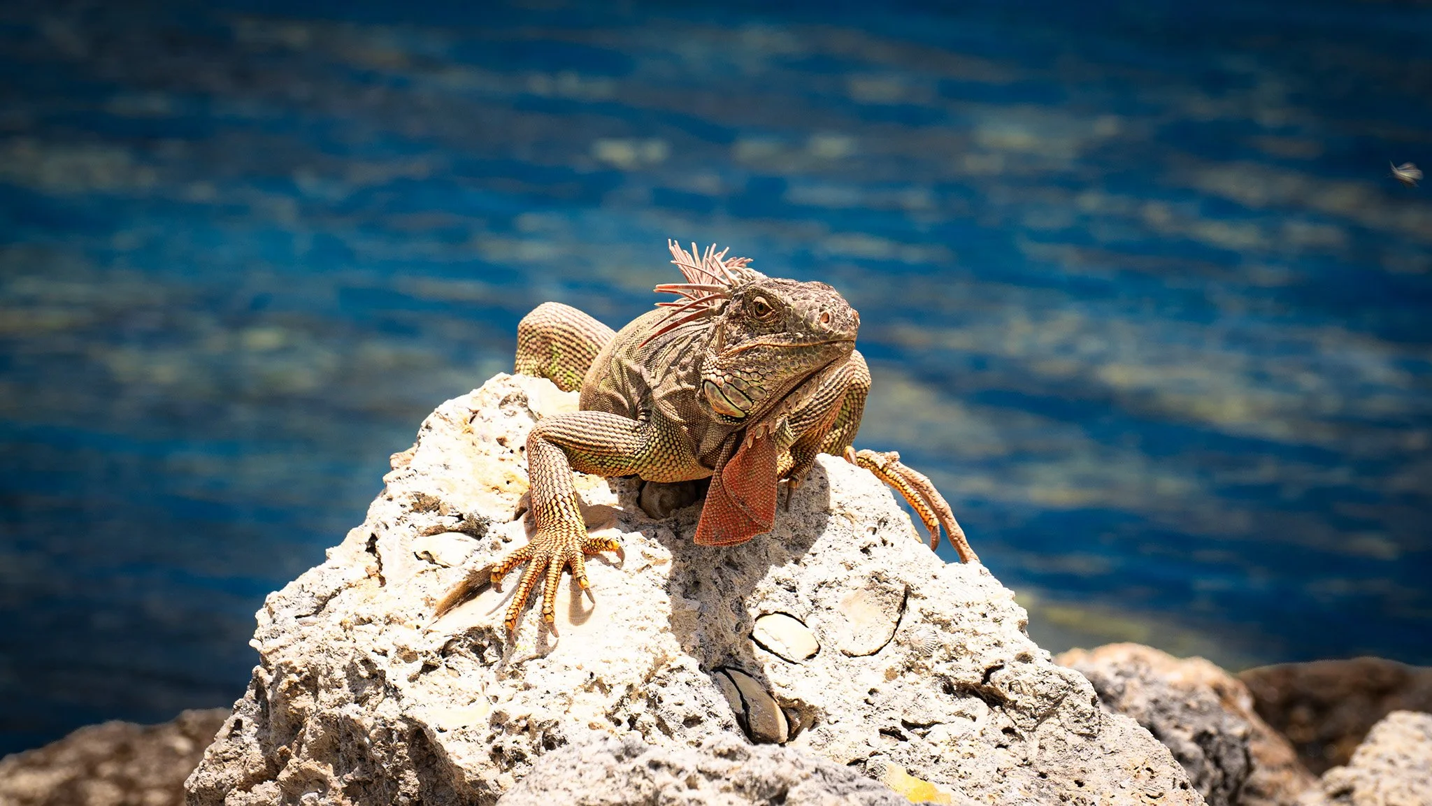 An iguana resting on a rocky outcrop near the water with a blurred blue ocean background.