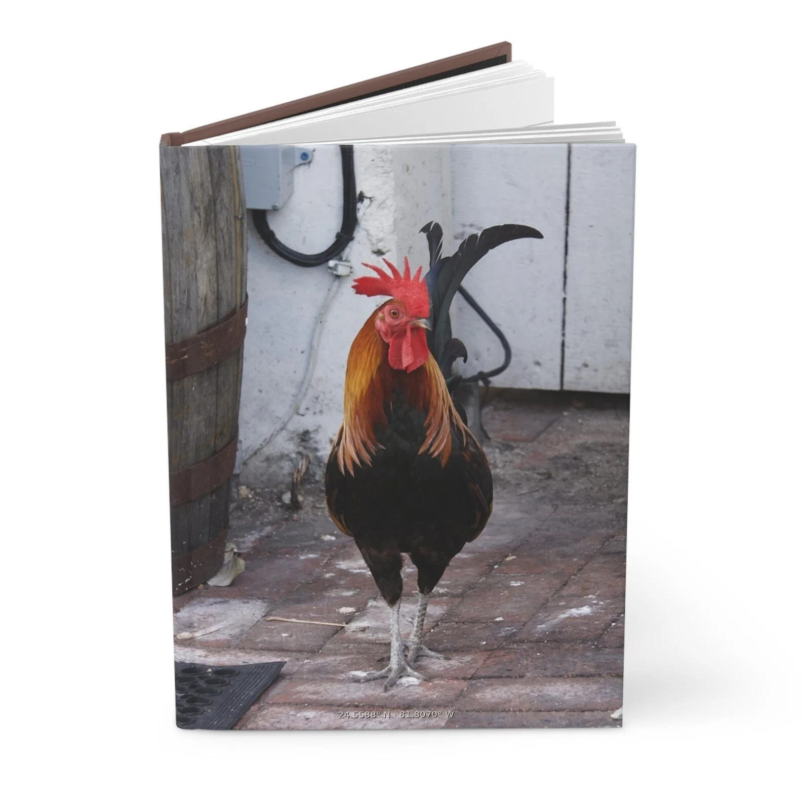 A rooster standing on a paved outdoor surface near a wooden barrel and a white wall with some electrical wires. Coordinates: 24.5588° N, 81.8070° W.