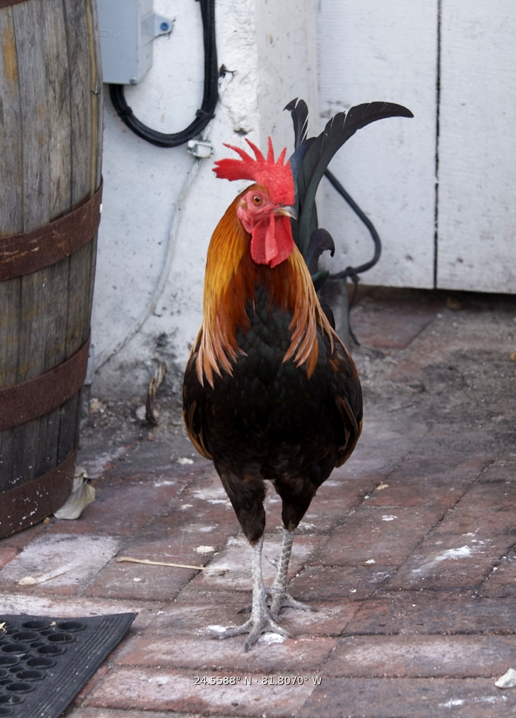 A rooster standing on a brick surface next to a barrel and an electrical box, against a white wall with black cables.