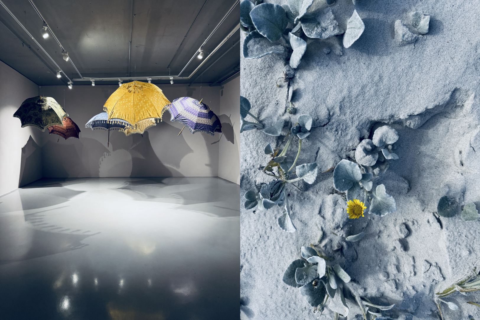 Eine Kunstinstallation mit mehreren offenen Regenschirmen in verschiedenen Farben und Mustern hängen an der Decke in einem Raum. Das rechte Bild zeigt austrocknende Pflanzen und Steine auf sandigem Boden.