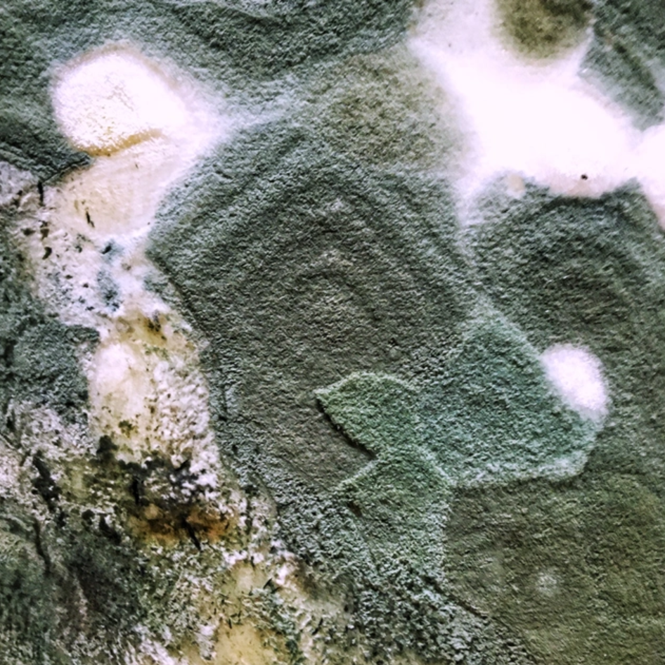 A macro photography image of a young clothbound cheddar rind. Community of blue-green mold undulate across the surface