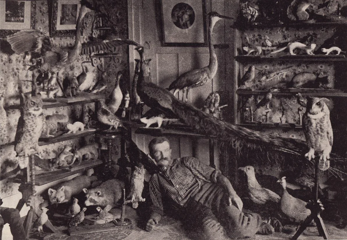 waters and wild antique american owl taxidermy.webp