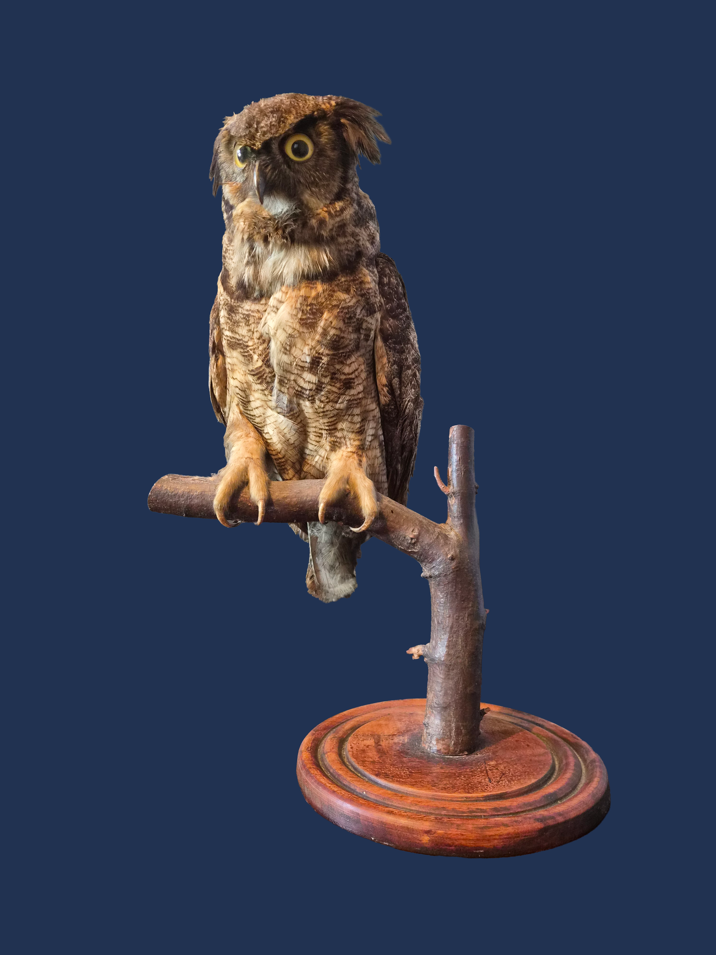 taxidermy owl 19th century.png