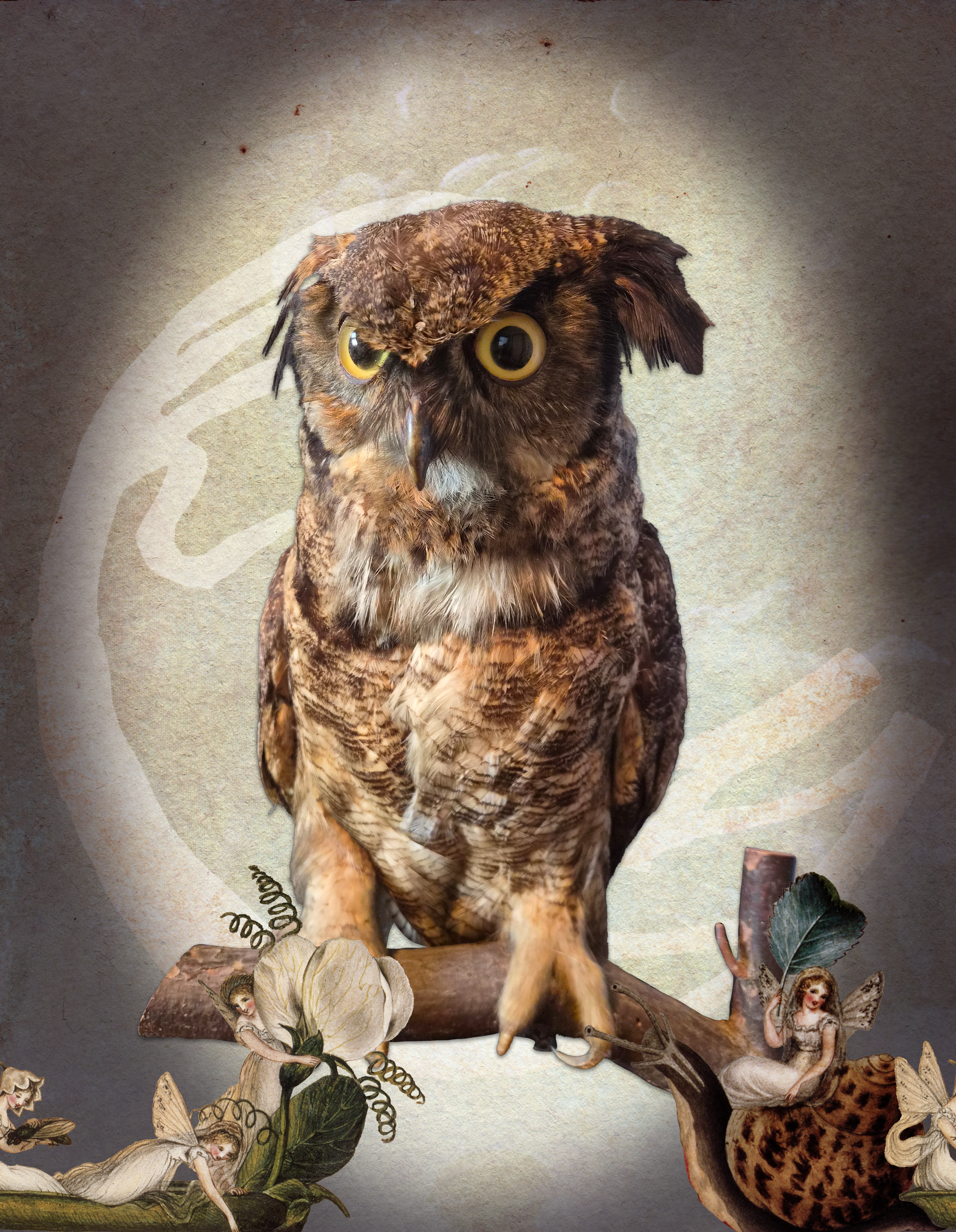 Wise Old American Owl
