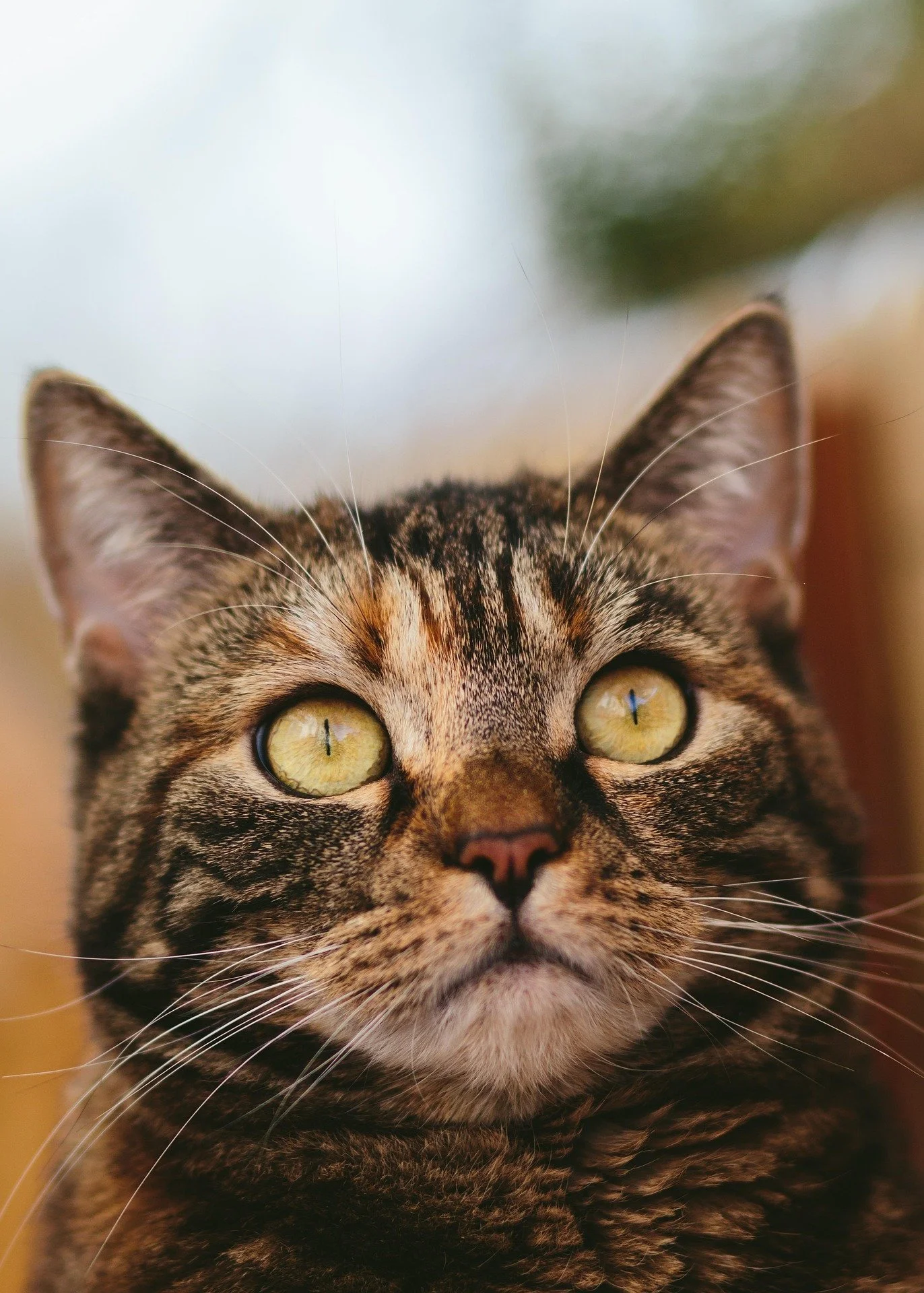 Close-up of a tabby cat with green eyes and detailed fur pattern.