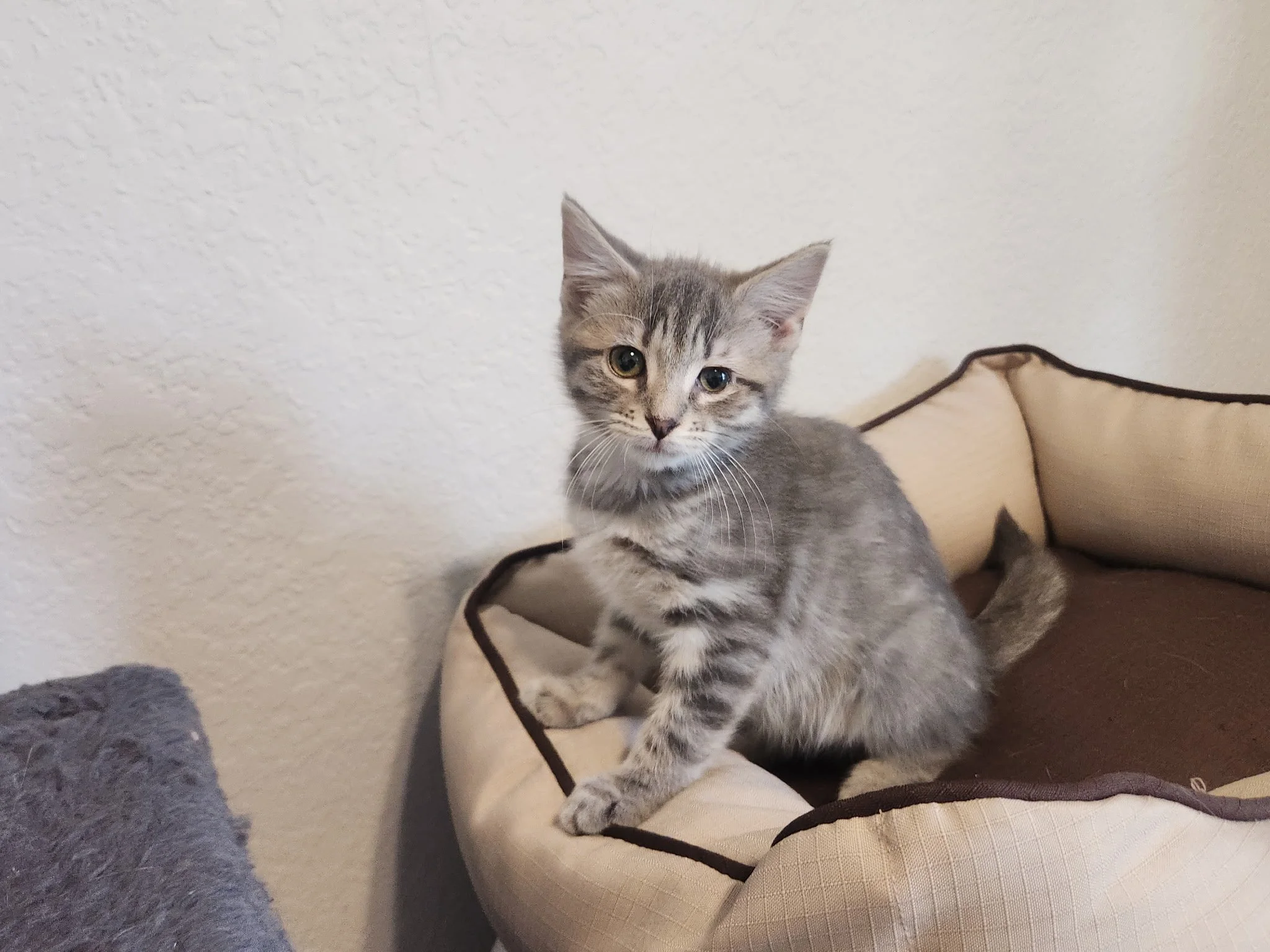 A young gray tabby kitten sitting on a cream-colored pet bed with black piping, with a white textured wall in the background.
