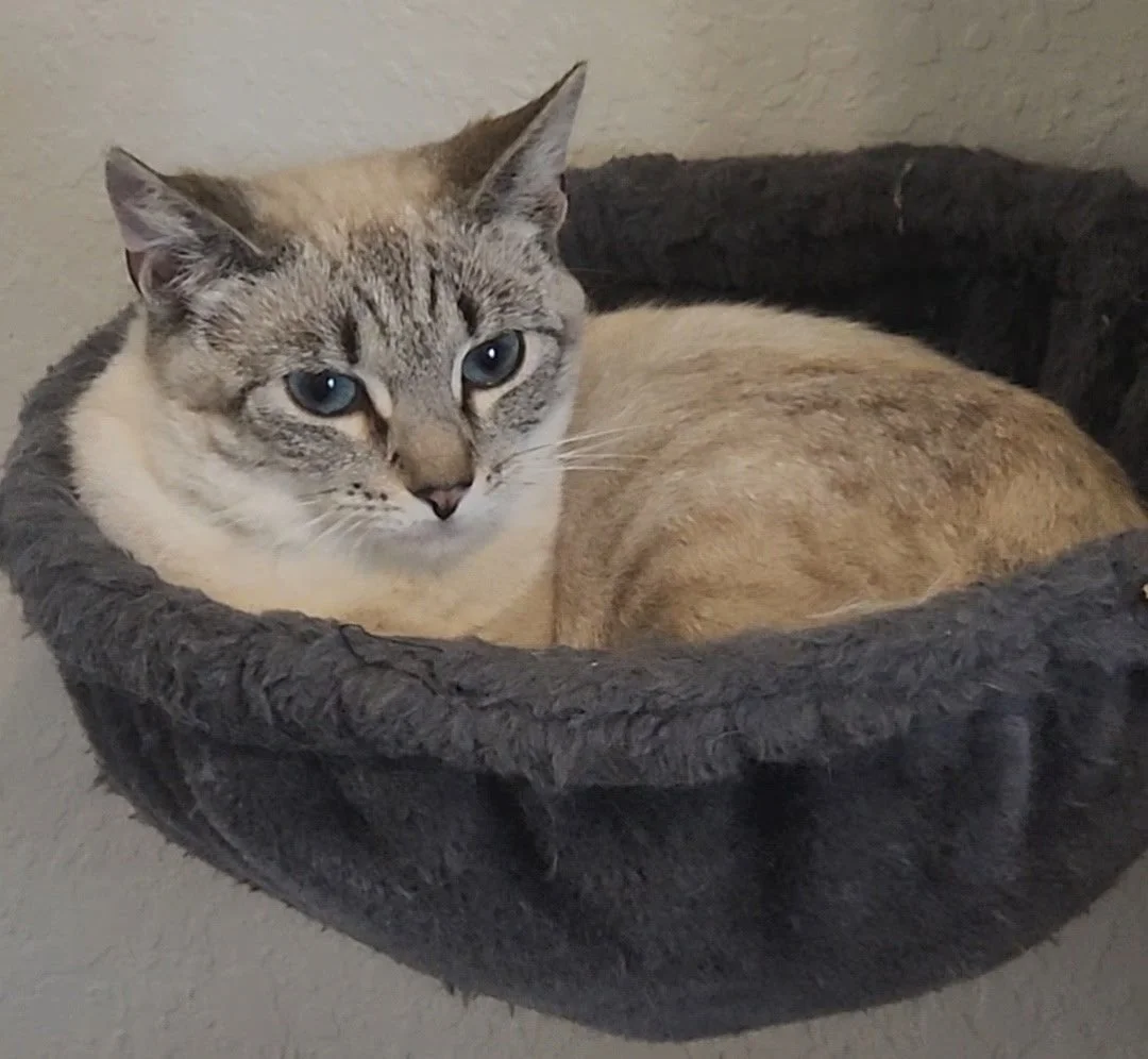 A Siamese mix cat with blue eyes, tan and white fur, resting in a dark gray plush hanging bed mounted on a wall.