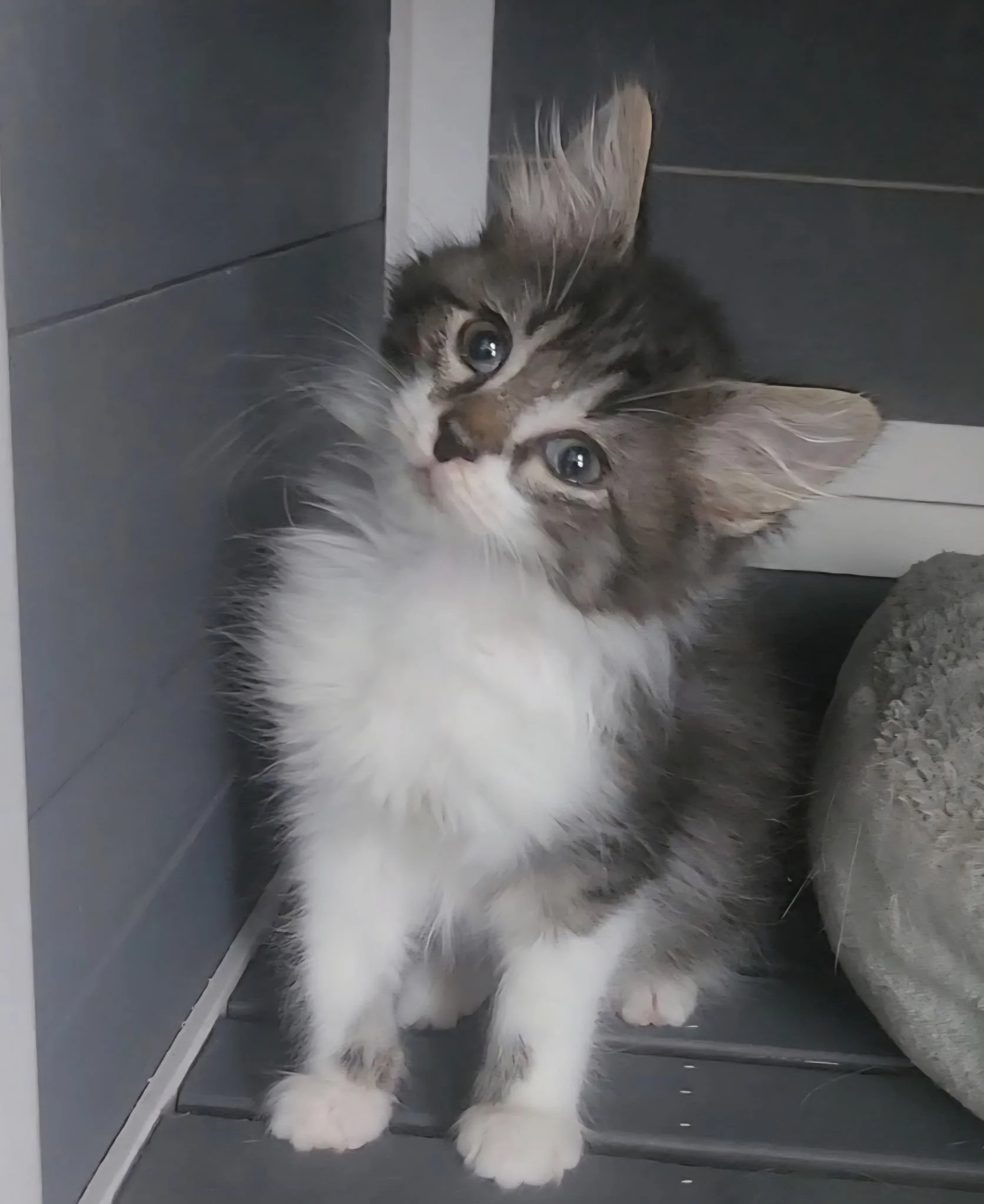 Lucas (adopted)