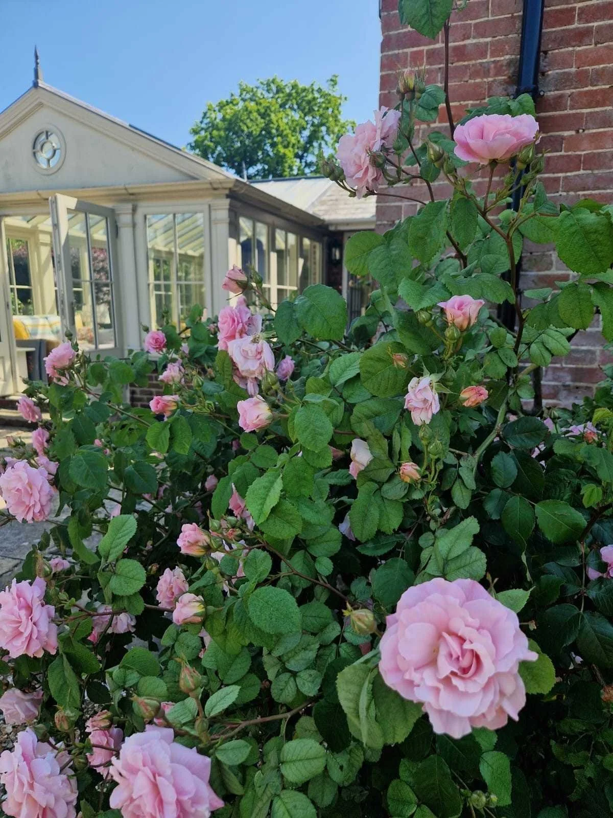 Pink roses blooming in a garden next to a brick wall and a conservatory with open windows, under a clear blue sky.