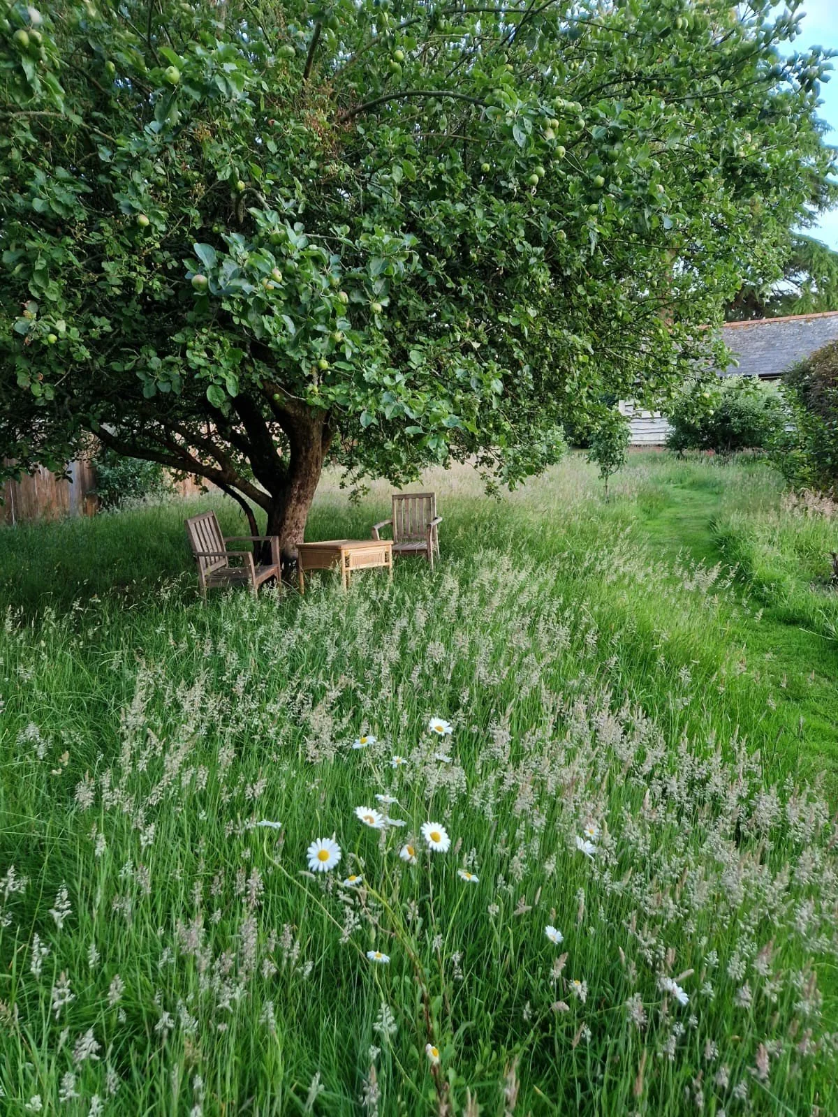 A grassy backyard with white wildflowers, a large leafy apple tree providing shade, and two wooden chairs with a small table underneath the tree, with a house visible in the background.
