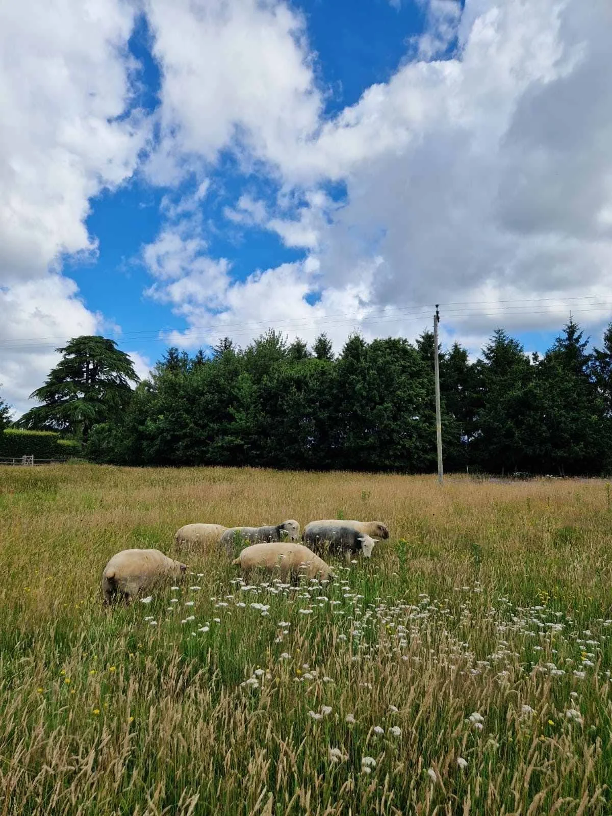 A grassy field with six sheep grazing, a line of trees in the background, a cloudy sky above, and a utility pole with wires.