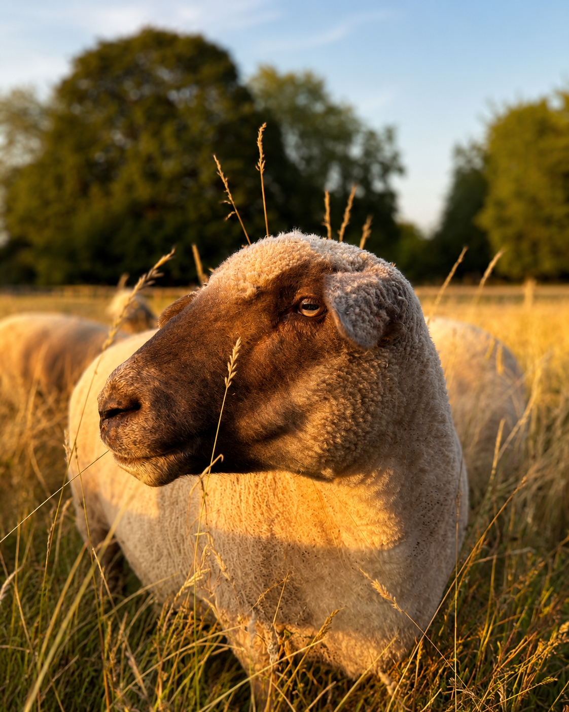 A close-up of a sheep in a field during sunset, with trees in the background and tall grass around its face.