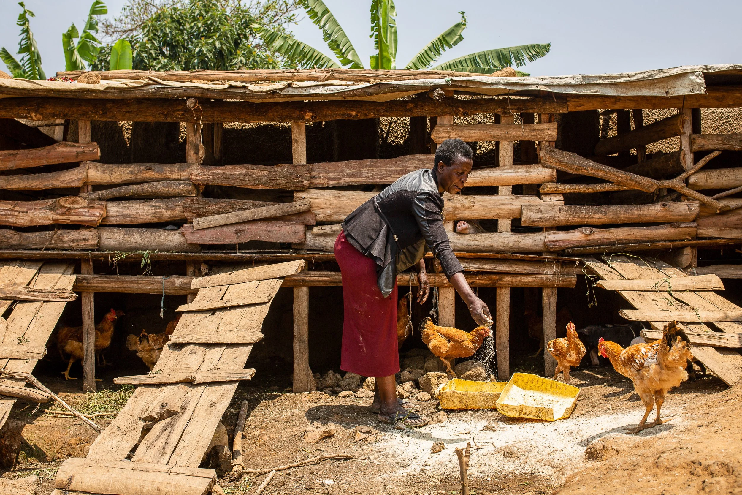 Salama feeds her chickens. 