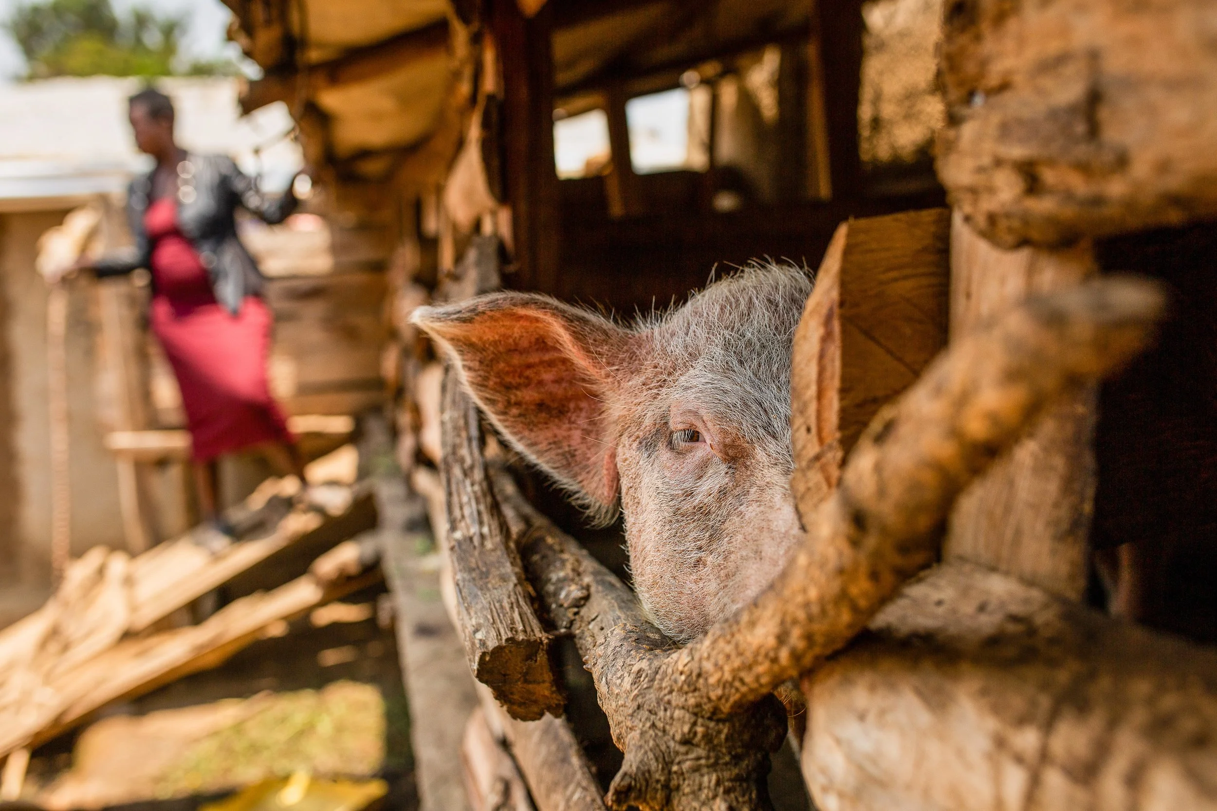 A pig looks to the camera inside its wooden hut whilst Salama works in the background. 