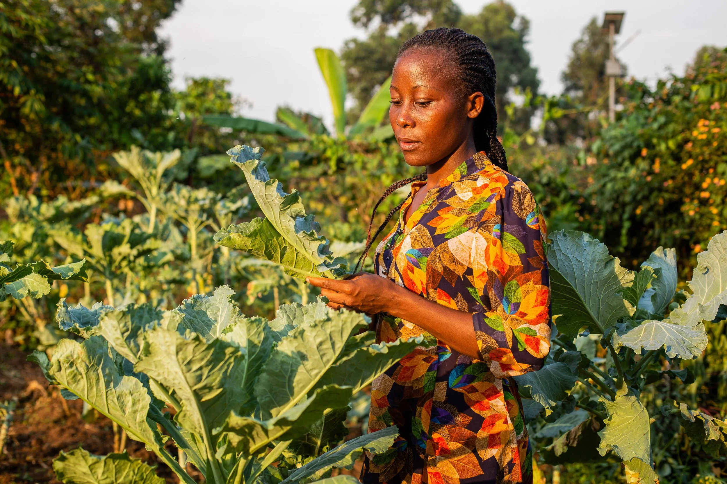 Ruth examines a kale leaf in her crop field.