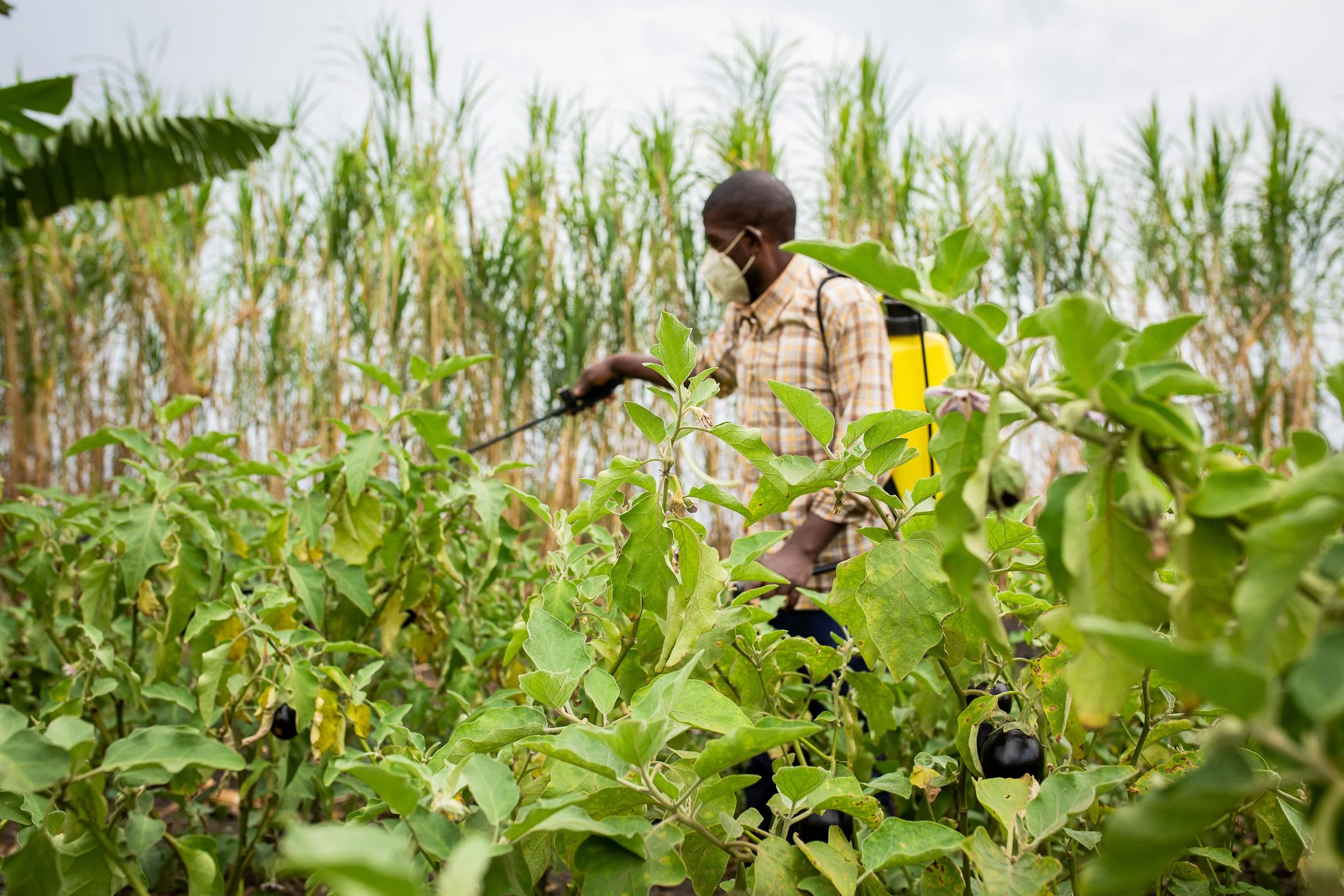 Joshua sprays his crops, protecting them from pests. 