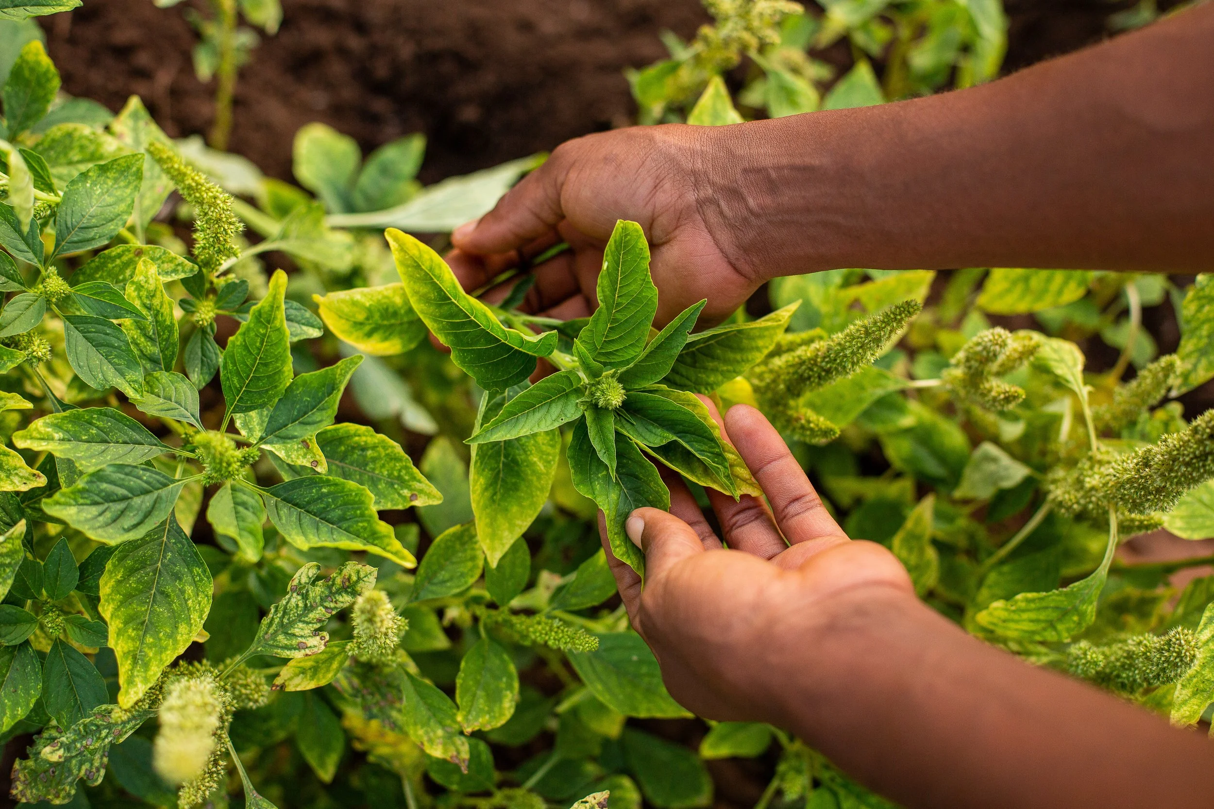 Ruth harvests amaranth from her demonstration plot. 