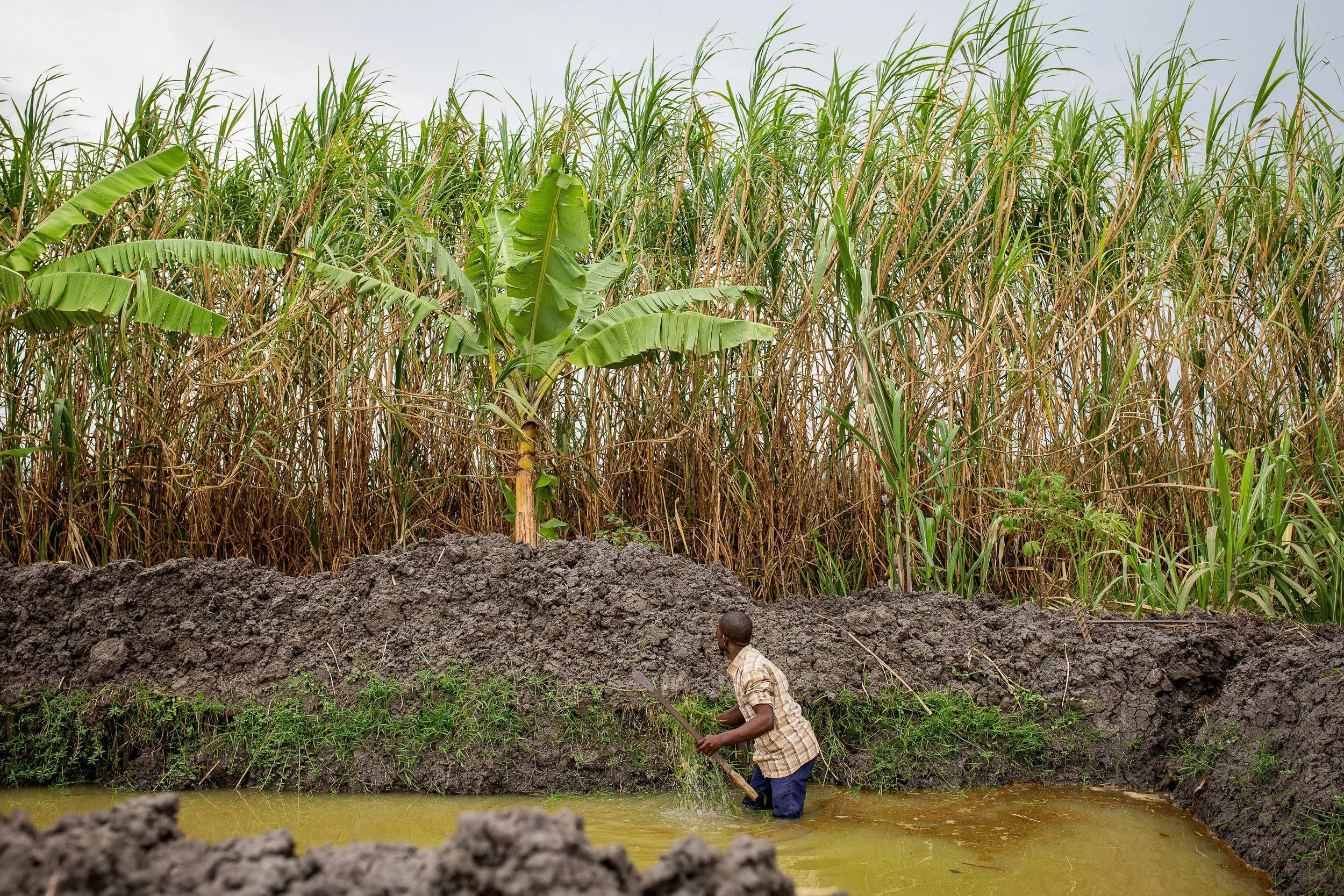 Joshua works in his fish farm, his legs mostly submerged in the water and big trees border the water.