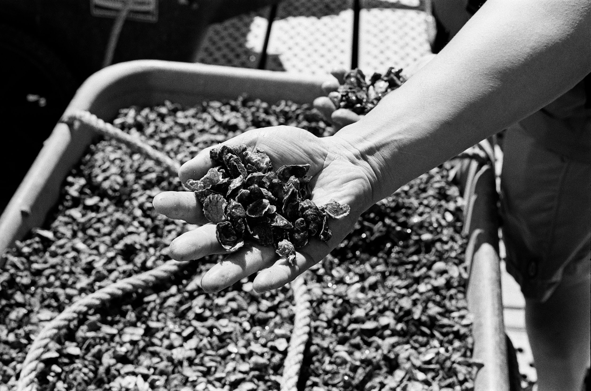 A person’s hand holding a handful of walnuts over a container filled with walnuts, with a blurred background of a chair and a white container.
