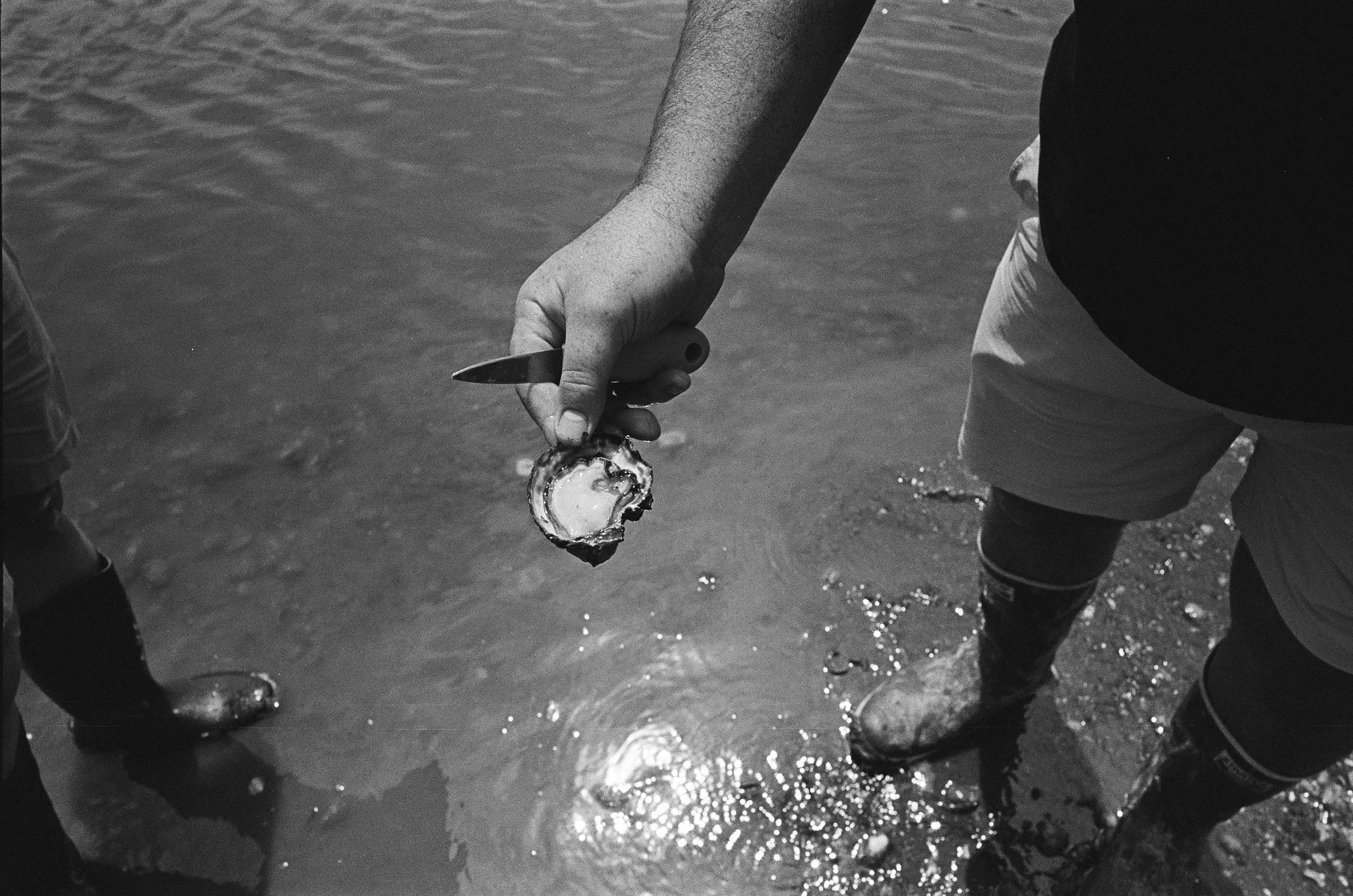 Close-up of a person's hand holding a knife and a shellfish, possibly an oyster, near the water at the shoreline. The person is wearing boots and shorts, standing in shallow water.
