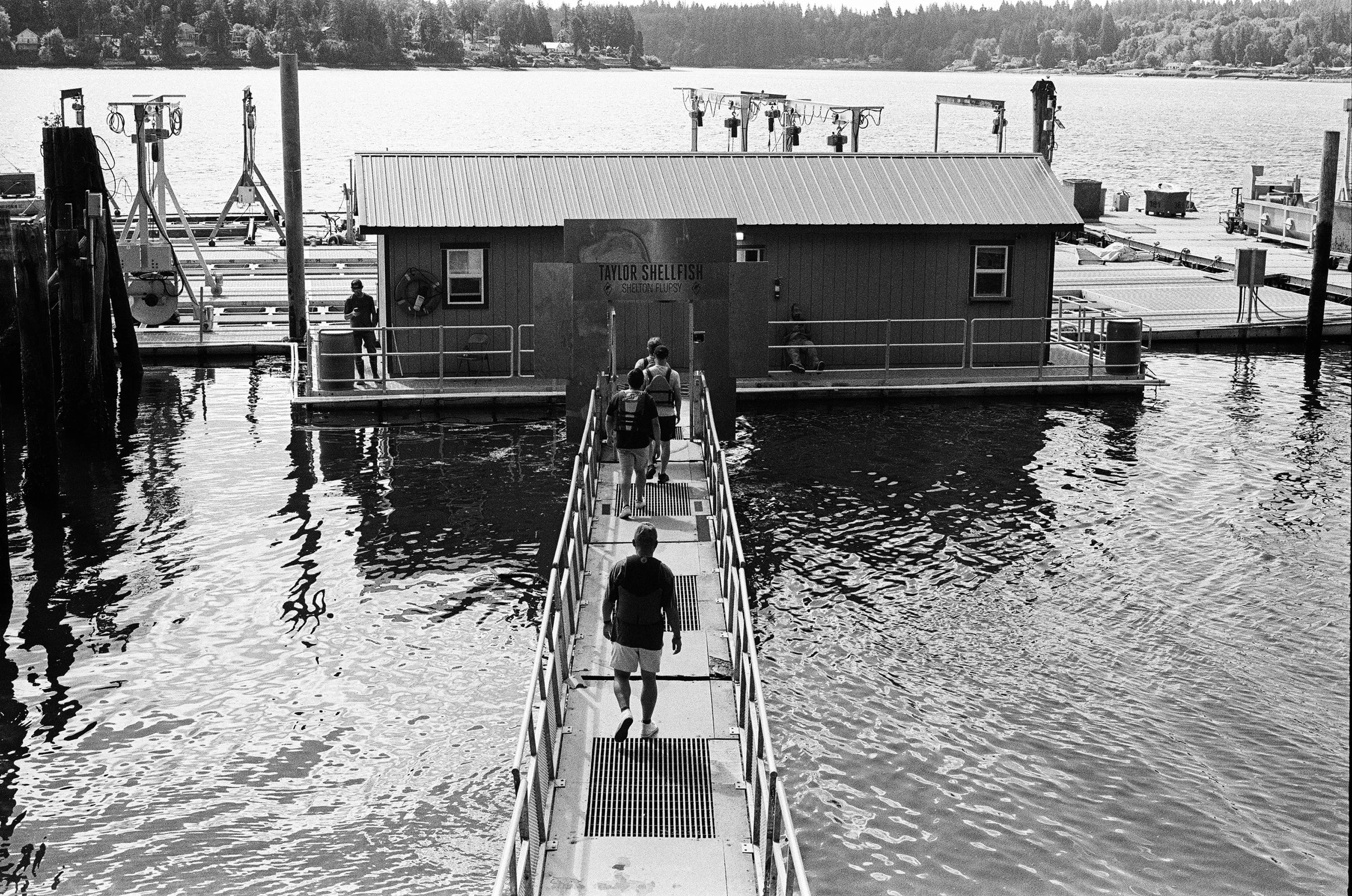 A black and white photo of a small floating building on a body of water, with a sign that reads 'Taylor Shellfish Shelby Flups'. Several people are walking on a dock leading to the building, and fishing boats and equipment are visible around the structure. In the background, there is a tree-lined shore with houses.