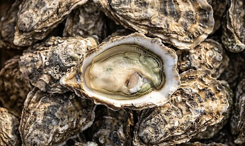 Close-up of an opened oyster shell revealing the oyster meat, with other oyster shells surrounding it.