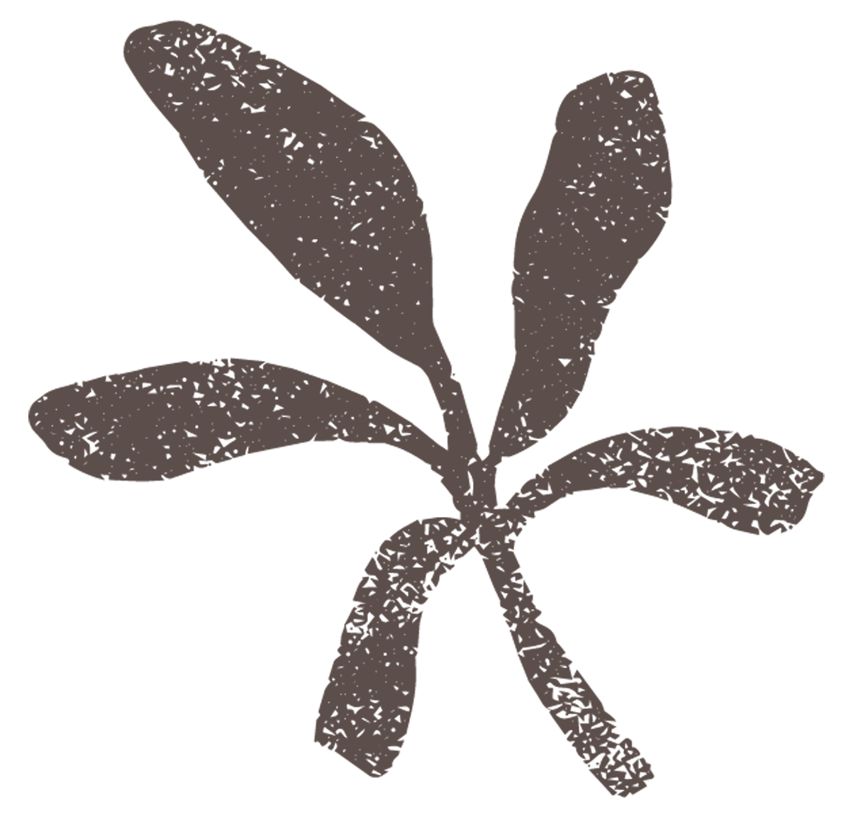 Illustration of a plant with five elongated leaves.