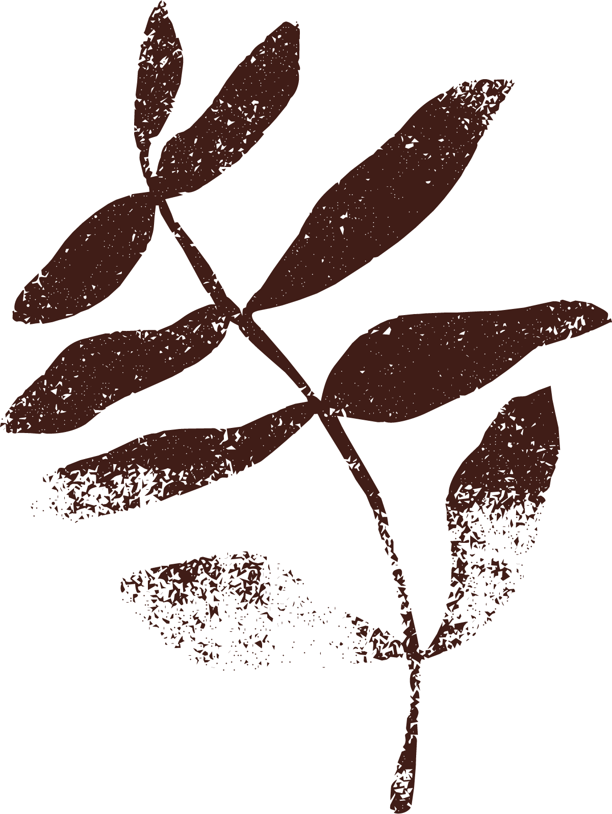 Silhouette of a branch with elongated oval-shaped leaves on a black background.