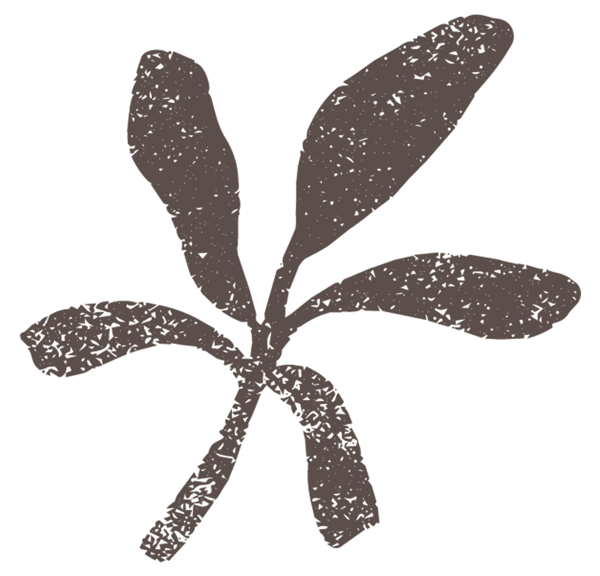 Illustration of a plant with five elongated leaves.