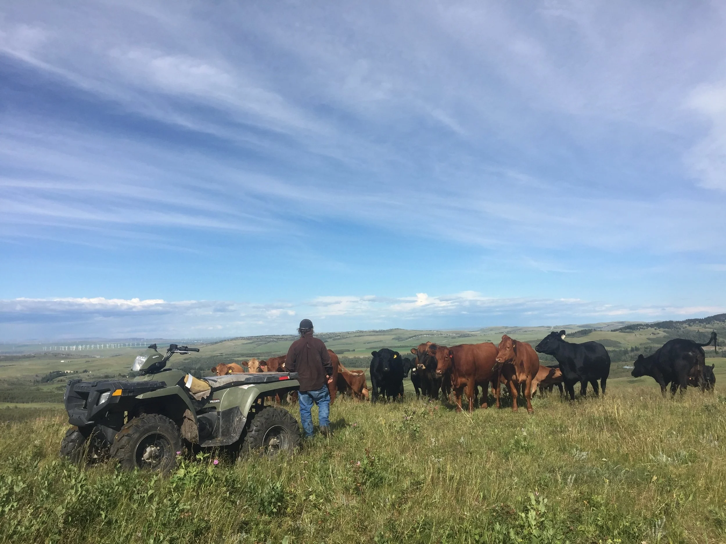 A person standing next to a four-wheeler ATV on a grassy field with a herd of cows nearby, rolling hills in the distance, and wind turbines under a partly cloudy sky.
