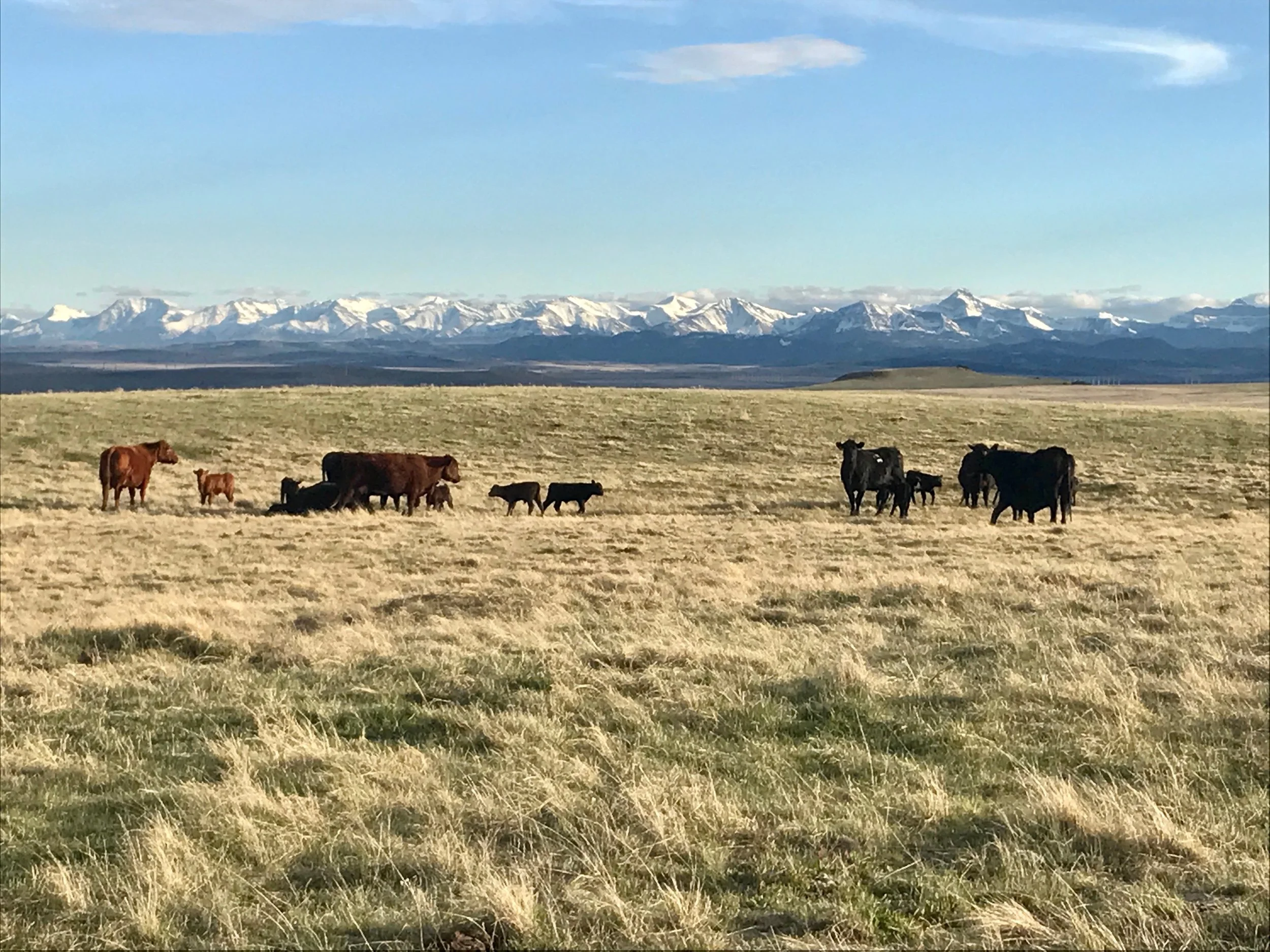 Cows grazing in a grassy plain with mountains covered in snow in the background under a blue sky with some clouds.