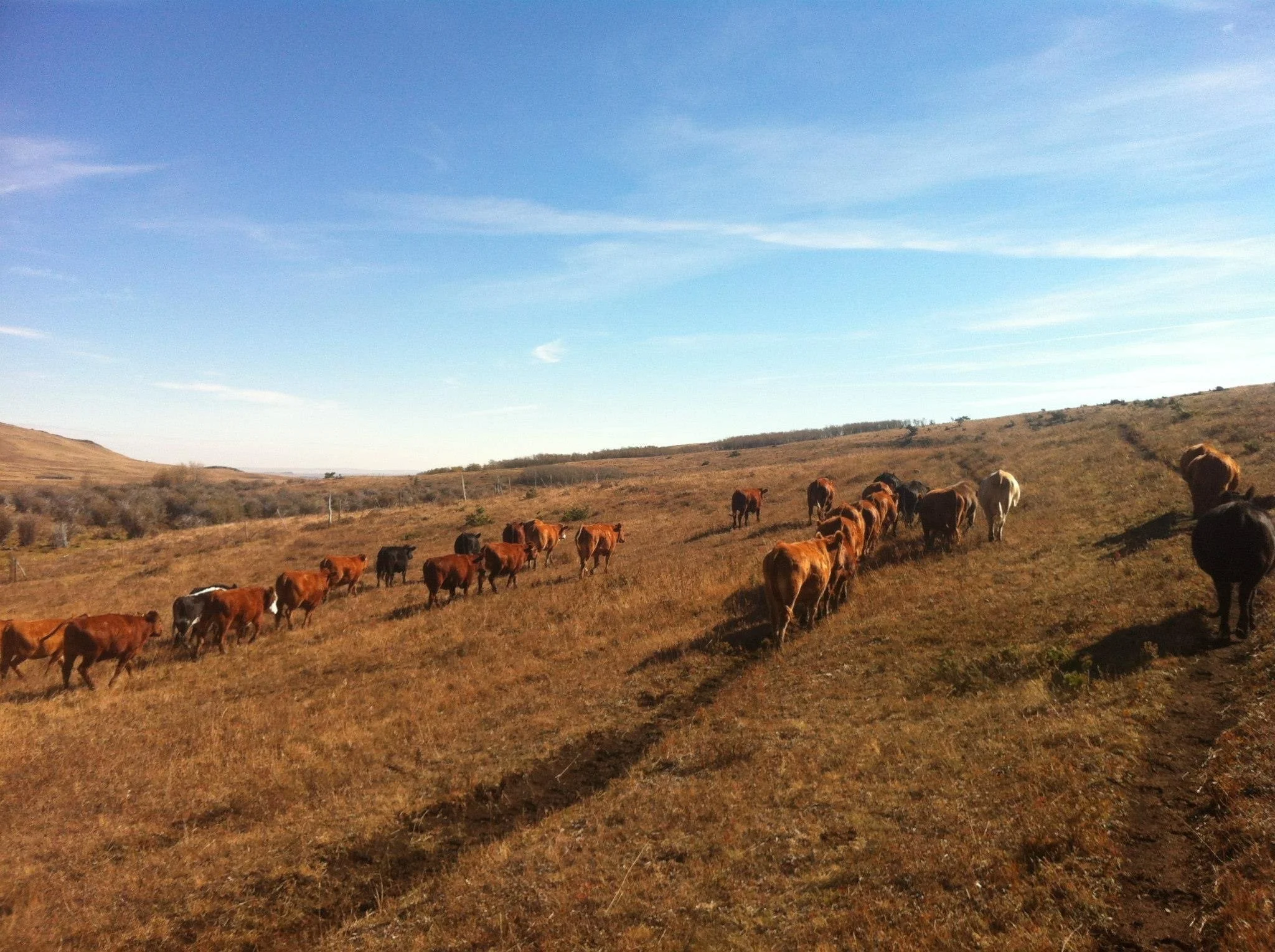 A herd of cows grazing on a hillside under a blue sky with wispy clouds.