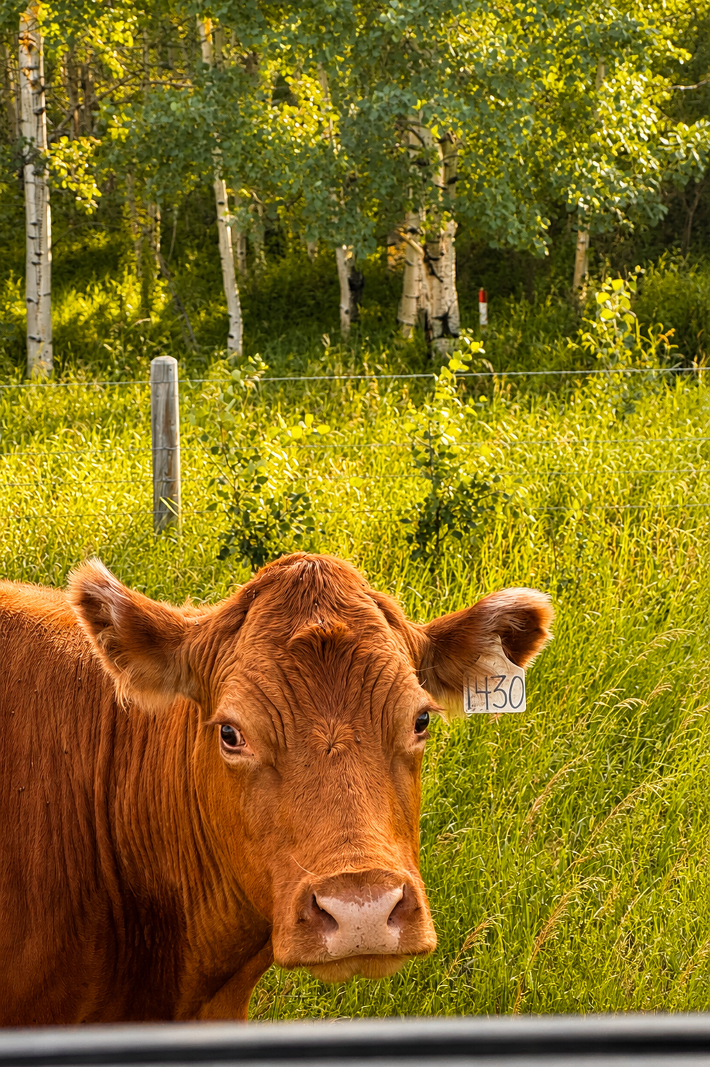 A close-up of a brown cow with a tag number 1430 on its ear, standing in a grassy field with trees and a fence in the background during daylight.