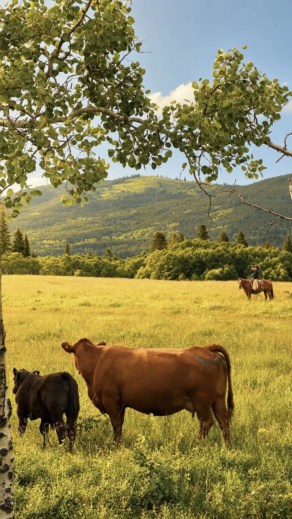 A peaceful rural scene with cows grazing in a yellow-green field, a person riding a horse in the distance, and mountains covered with forests under a blue sky with some clouds. Tree branches and leaves frame the top of the image.