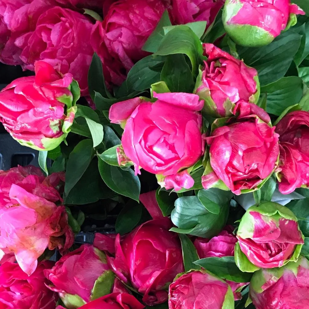 Ramilletes de peonías rosadas con follaje verde.