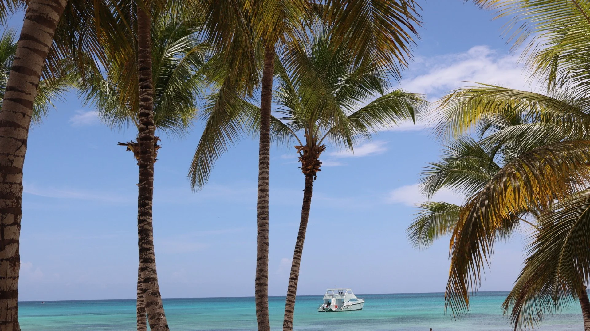 Paradise Palms